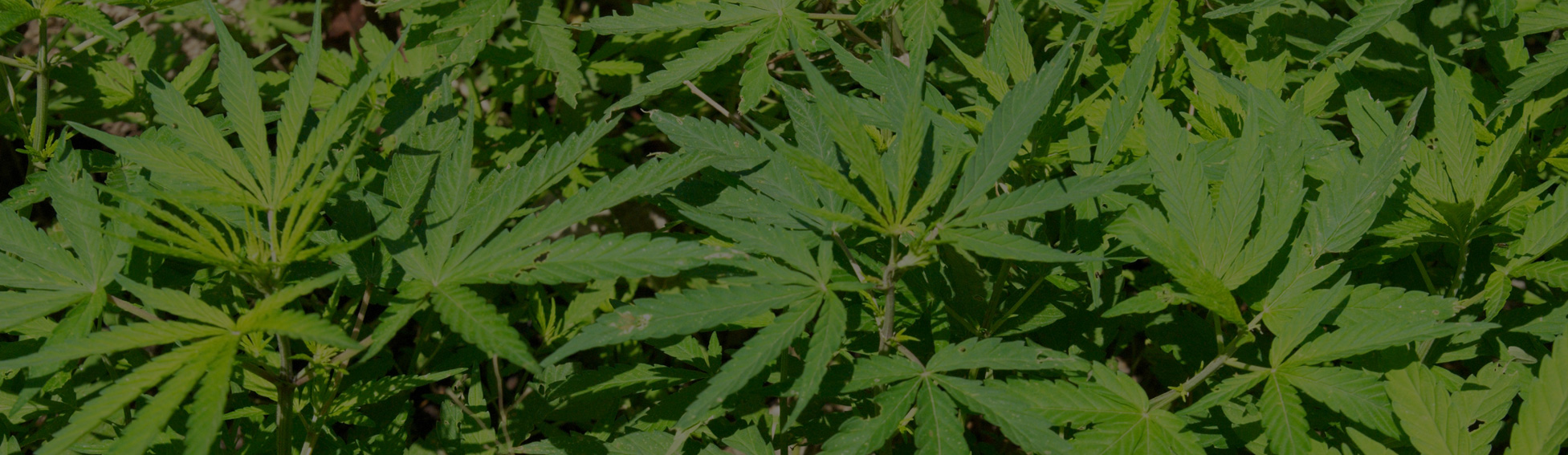 Marijuana